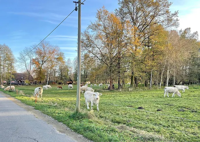 Luftschloss Baum 6 Burg (Spreewald)