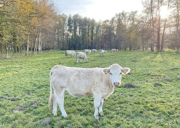 Luftschloss Baum 6 *